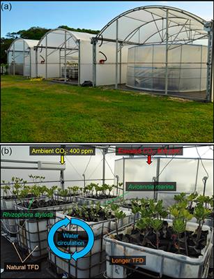 Increase in Growth and Alteration of C:N Ratios of Avicennia marina and Rhizophora stylosa Subject to Elevated CO2 Concentrations and Longer Tidal Flooding Duration